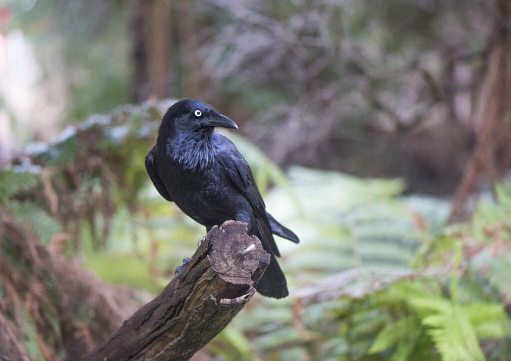 Crow sitting on a branch
