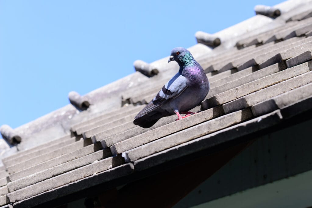 Cute pigeon on roof.
