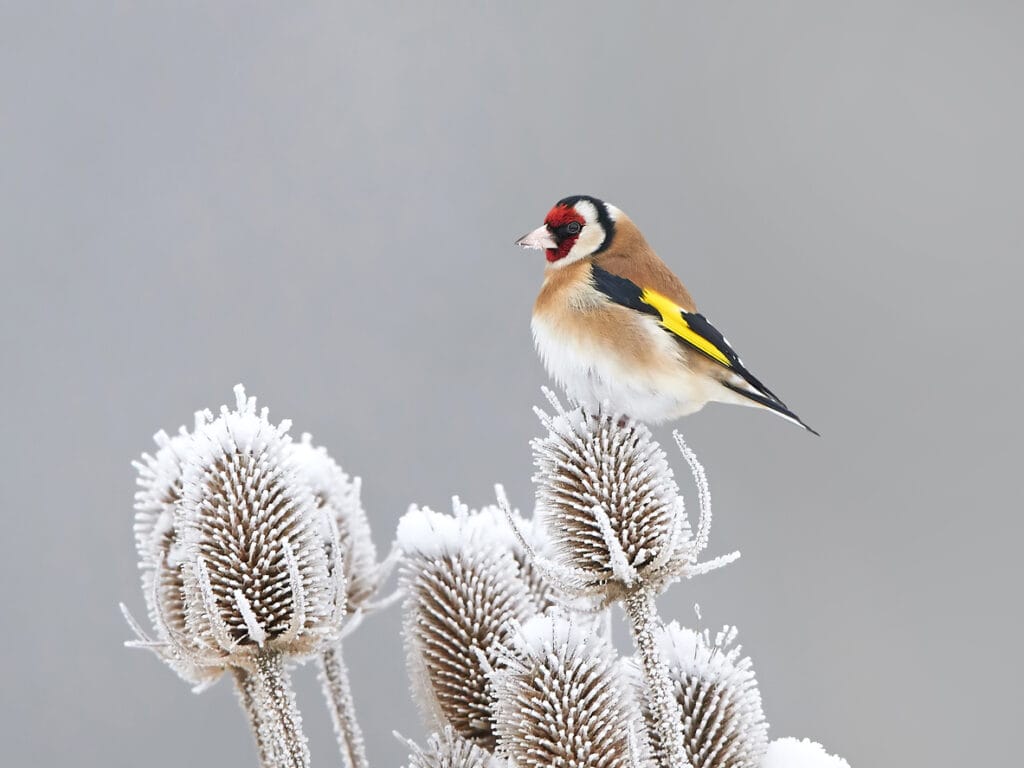 European Goldfinch resting in its habitat at winter time