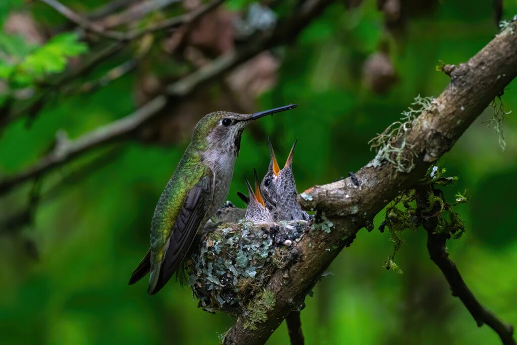 Female hummingbird feeding two baby in the nest