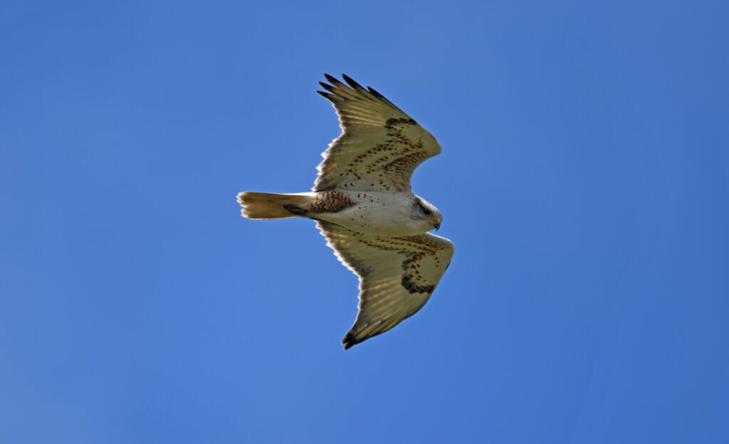 Ferruginous hawk