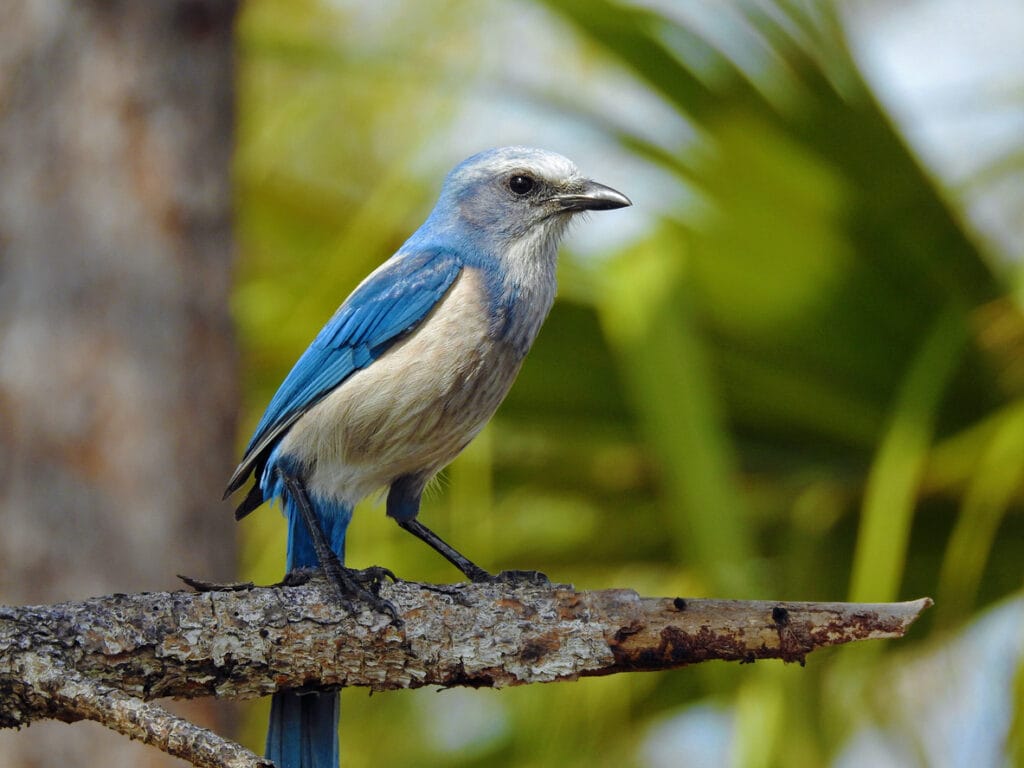 Florida Scrub Jay Close Up