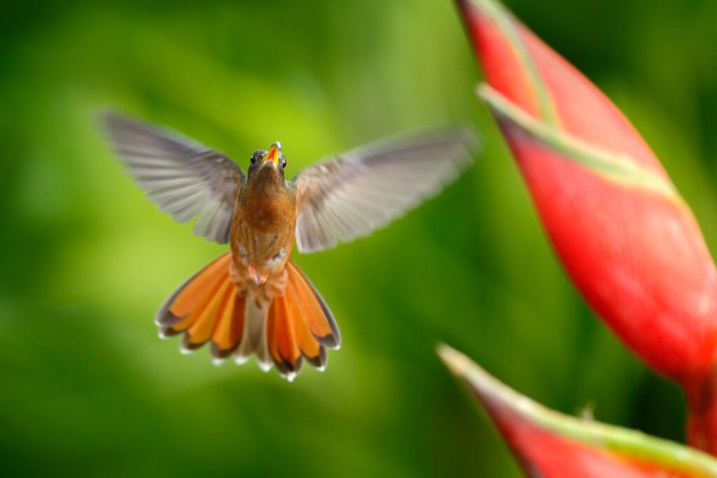 Flying hummingbird with flower. Beautiful red flower with bird in fly
