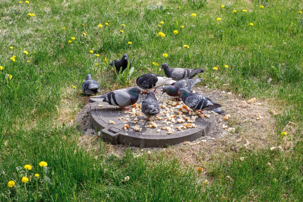 Group of pigeons looking for the food. Summer sunny day