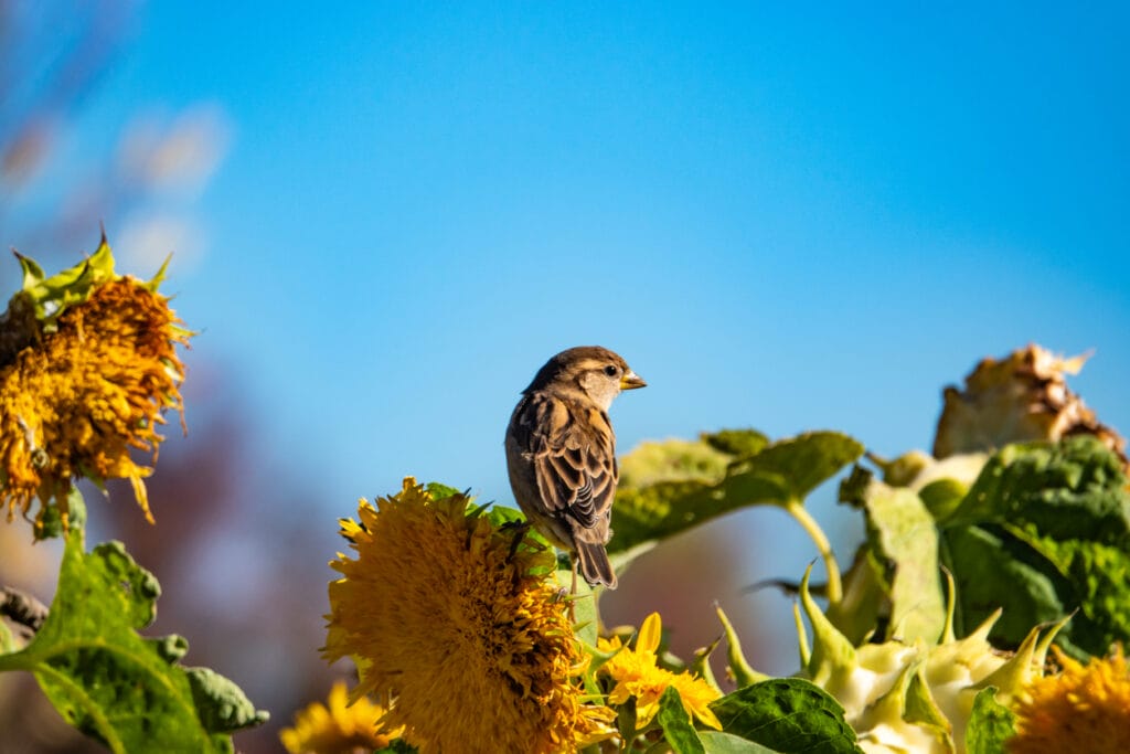 House sparrow (Passer domesticus) on sunflower (Helianthus sp.) in autumn.