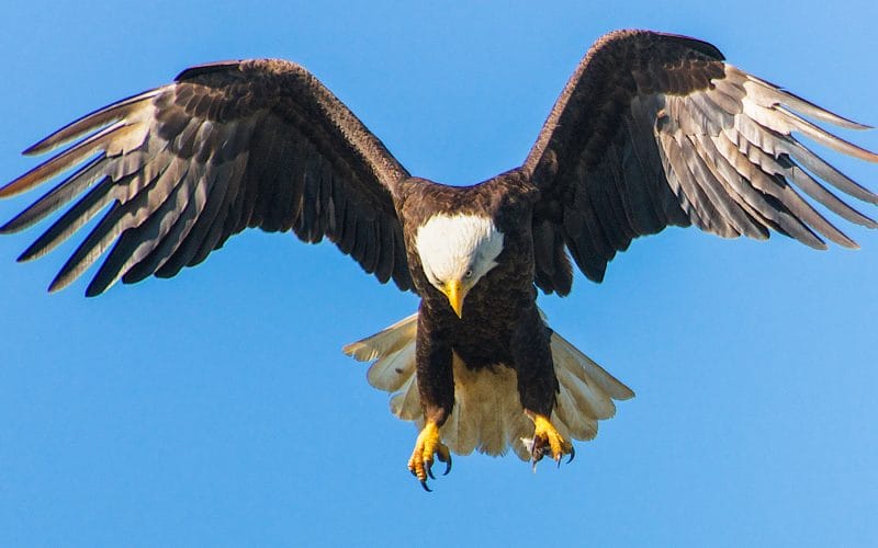 How to Attract Eagles to Your Yard