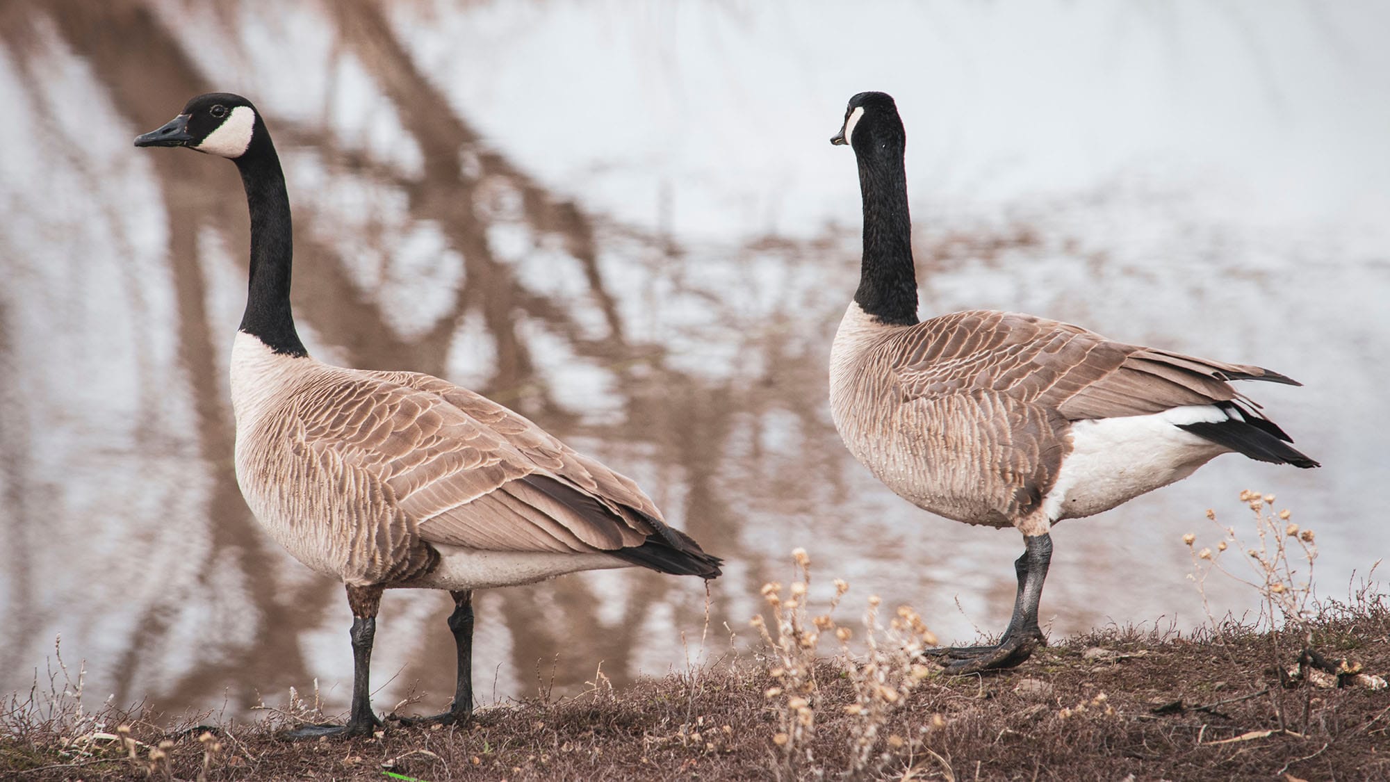 How to Keep Crows Away from Bird Feeders Crow Proof Bird Feeders!