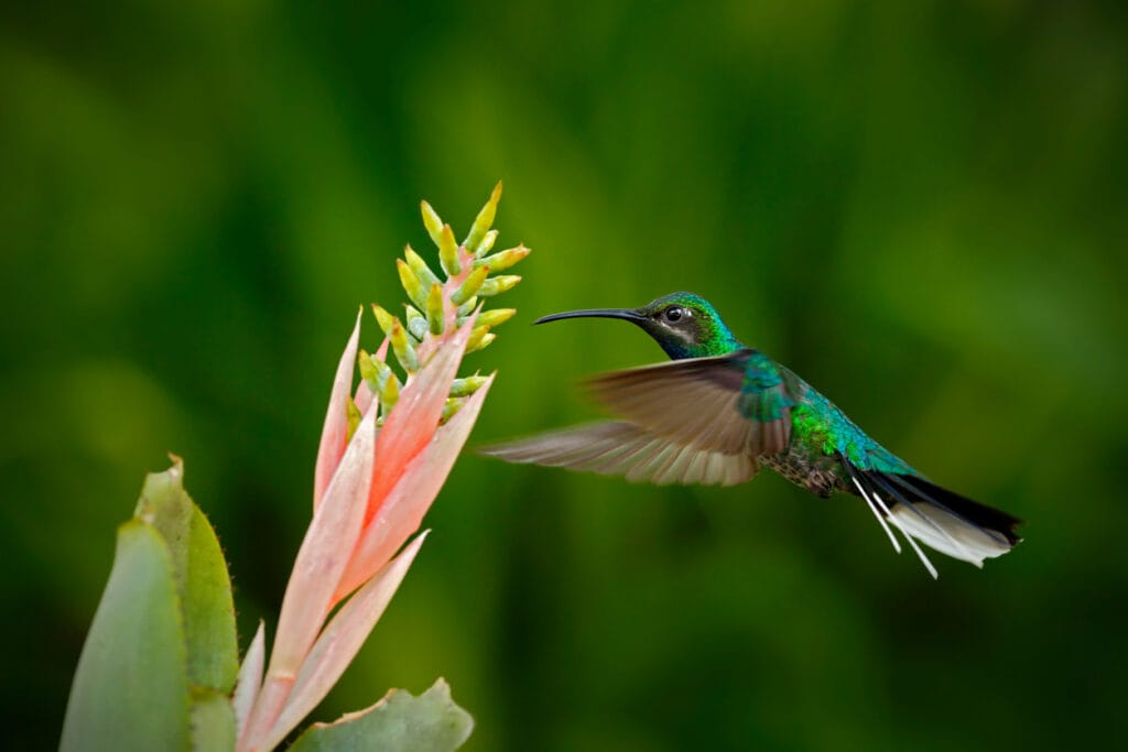 Hummingbird White-tailed Sabrewing flying next to beautiful Strelitzia red flower.