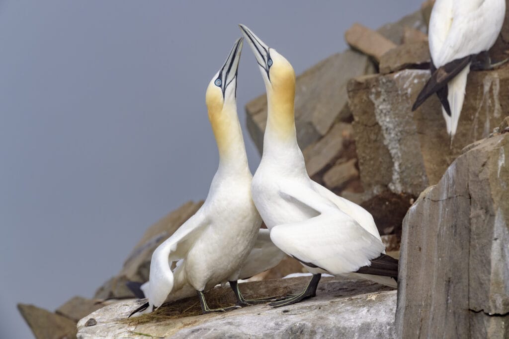 Northern Gannet (Morus bassanus) 