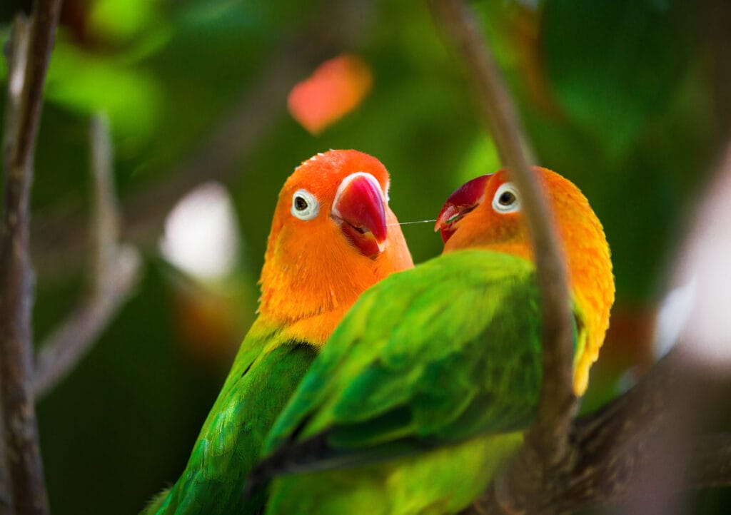 Pair of Fischer's Lovebirds (Agapornis fischeri) birds 