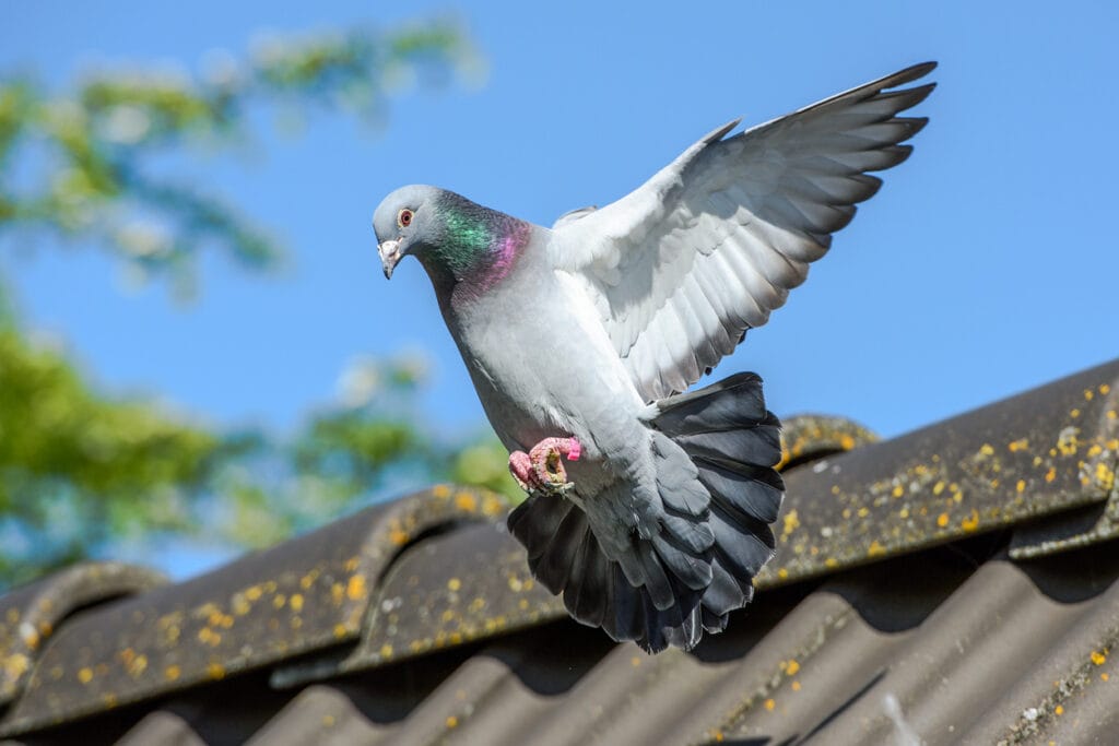 Racing pigeon comes home and prepares for landing