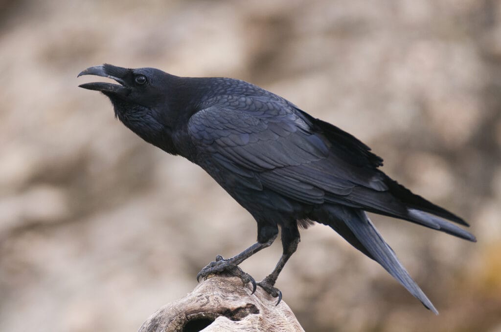 Raven - Corvus corax, portrait and social behavior