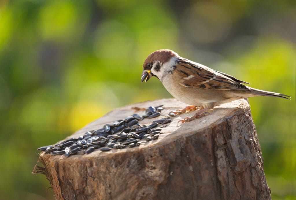 Sparrow sitting on bird feeder with seeds of sunflower