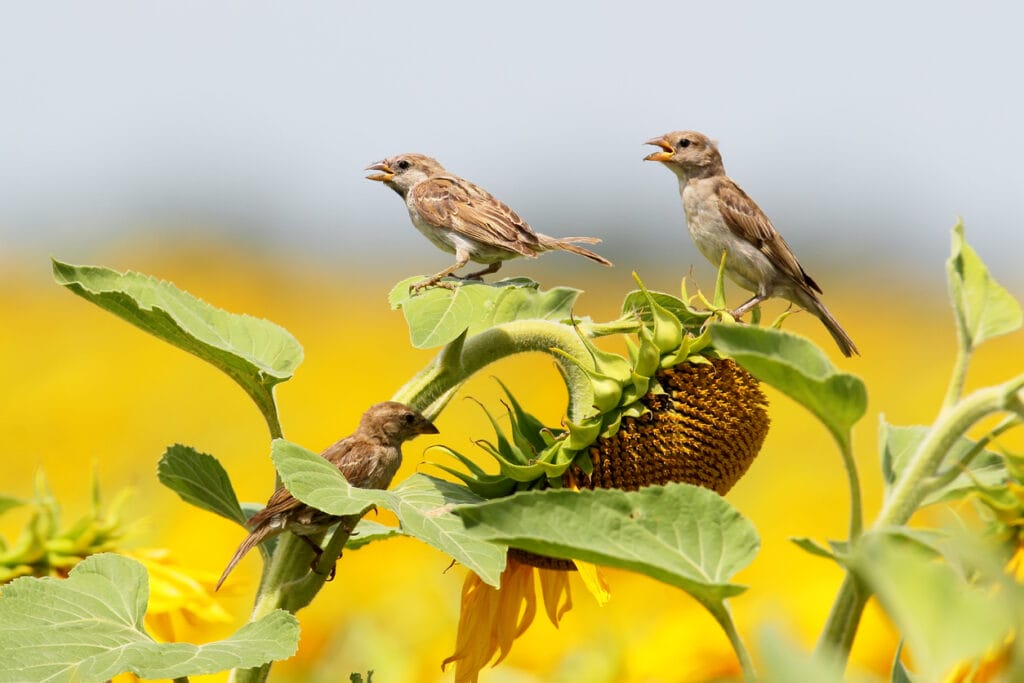 Sparrows on sunflowers head.