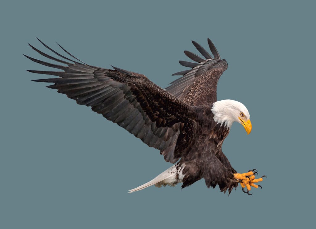 The bald eagle in flight