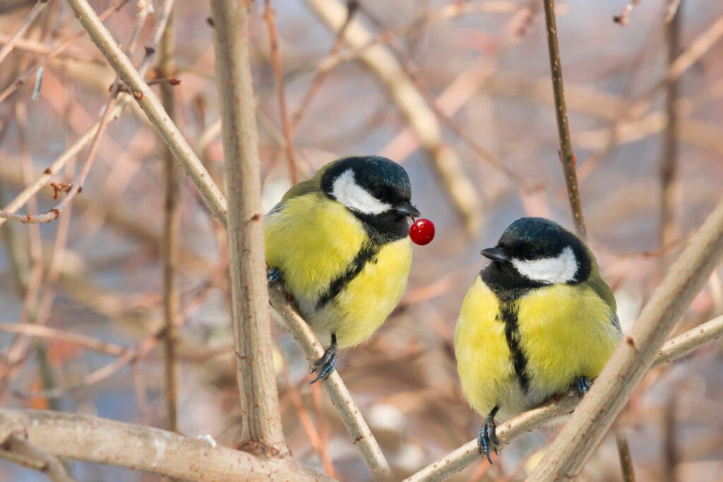 Two chickadee birds sit on a tree branch in winter.