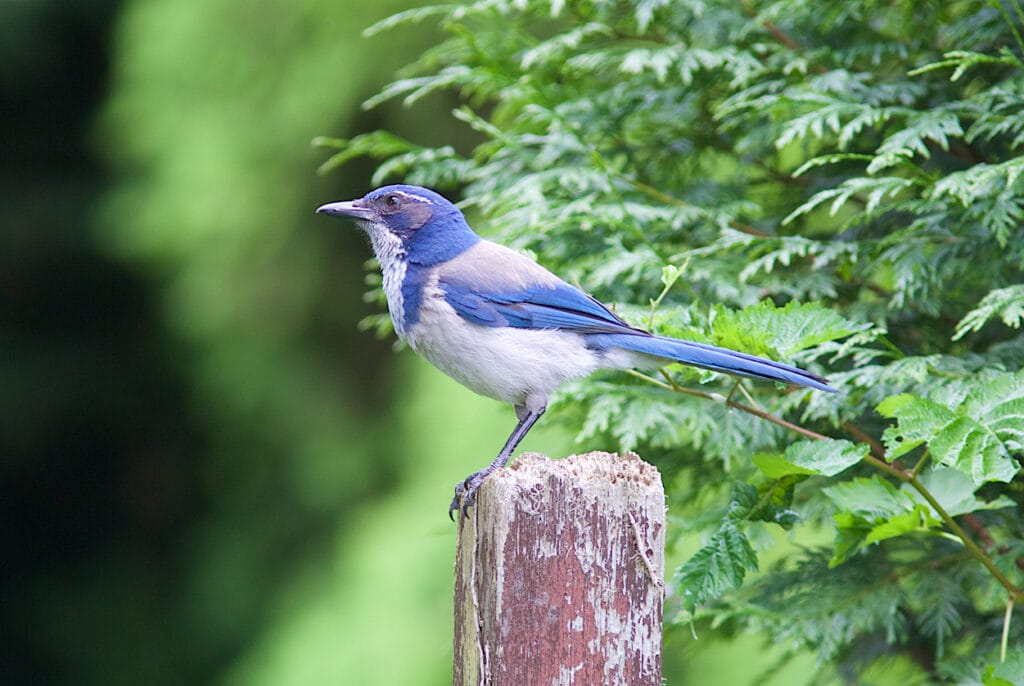 Western Scrub-jay