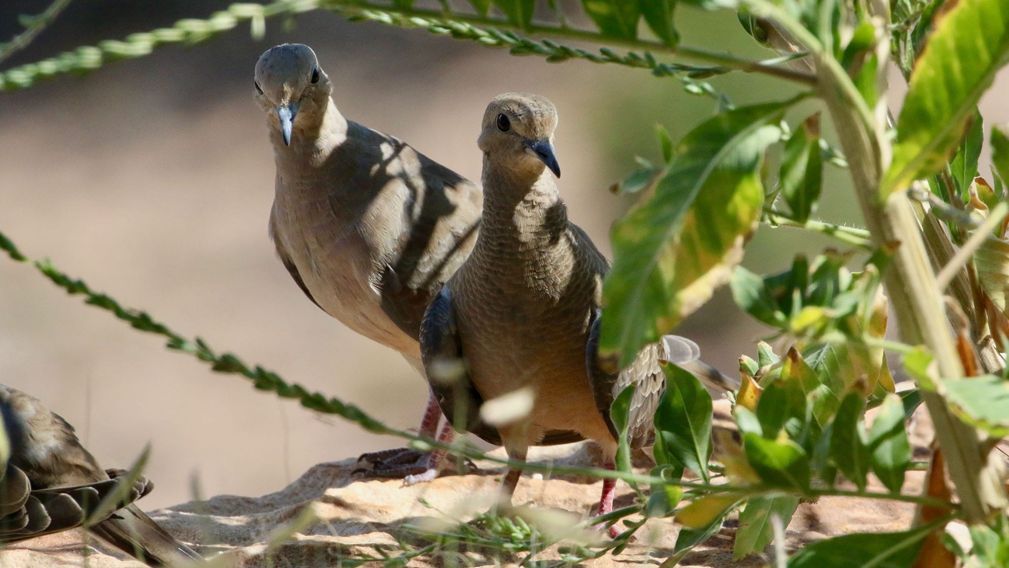 Where Do Mourning Doves Sleep