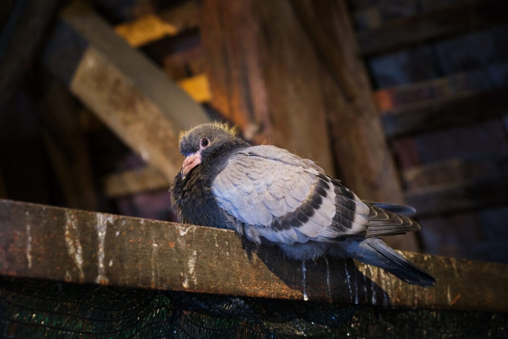 Young pigeon on a wooden ledge, inside an old wooden shack
