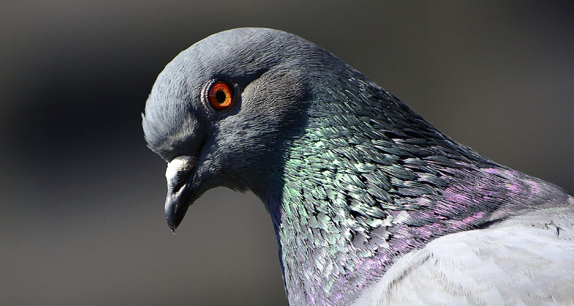 can pigeons see at night