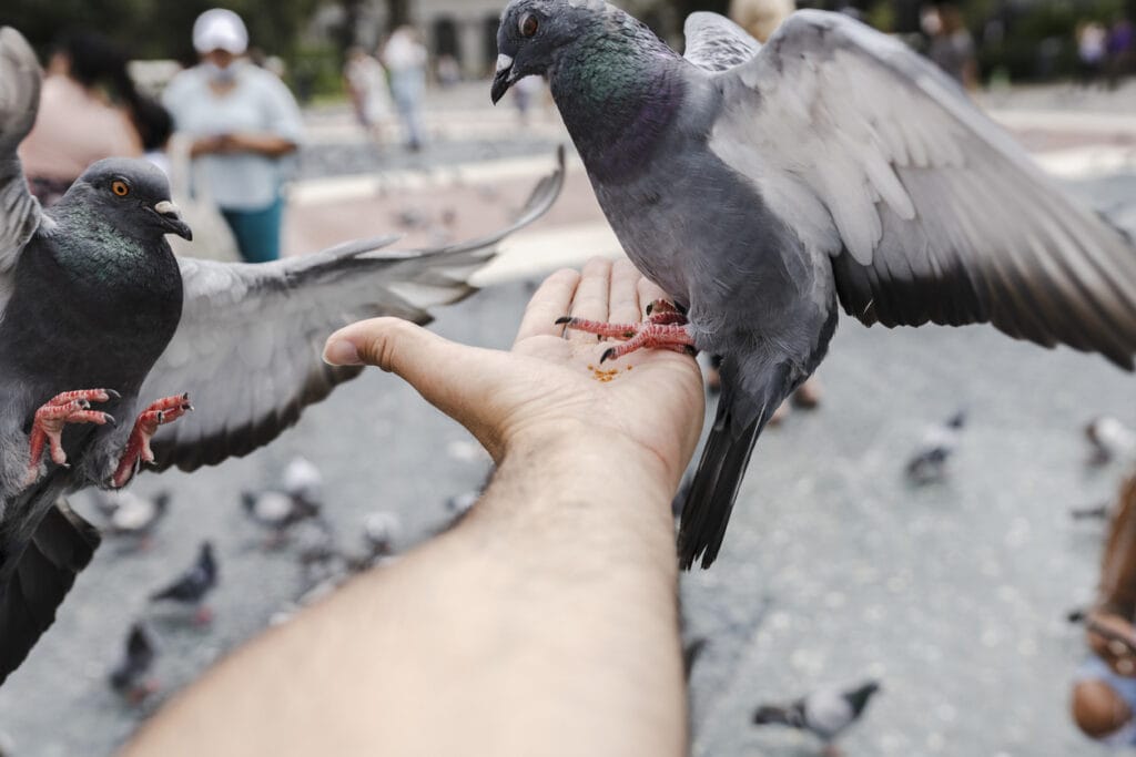 hand holding food for pigeon