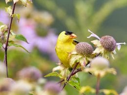 how to attract Goldfinches in winter