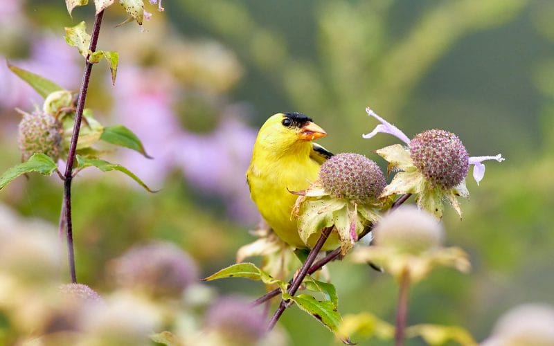 how to attract Goldfinches in winter