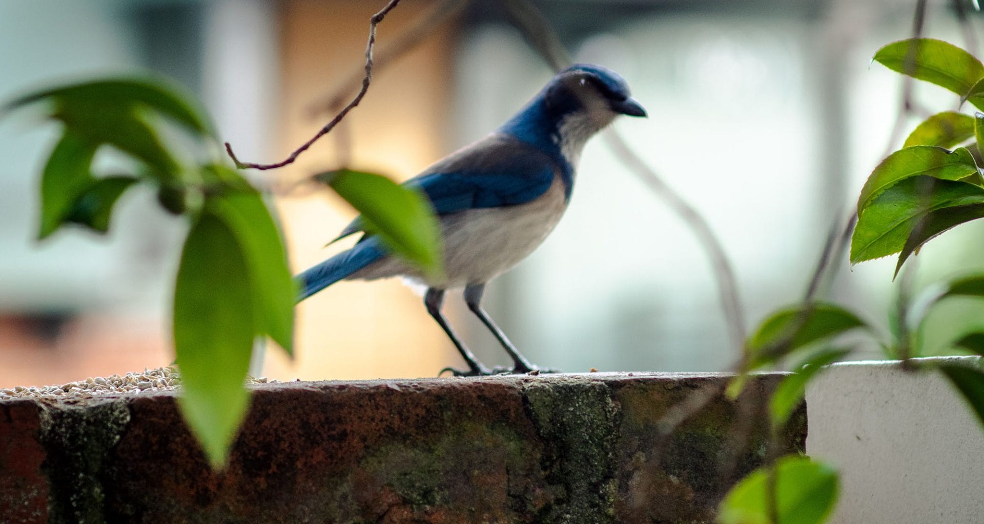 how to get rid of scrub jays