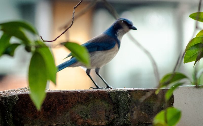 how to get rid of scrub jays