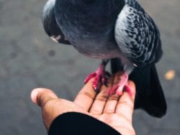 how to train a pigeon to fly to you
