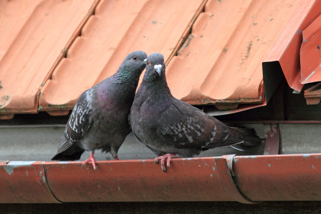 Two pigeons