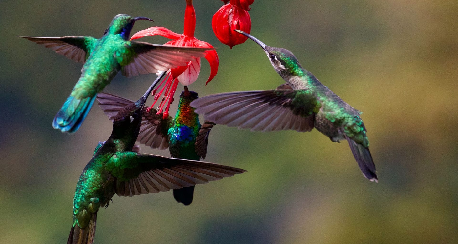 when is nesting season for hummingbirds