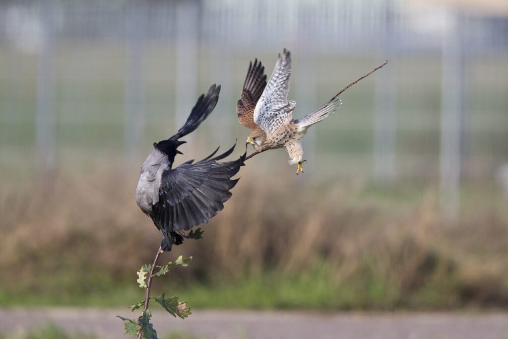 A adult kestrel surprise attacked an hooded crow in flight.