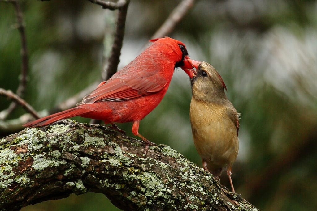 A couple of cardinal birds