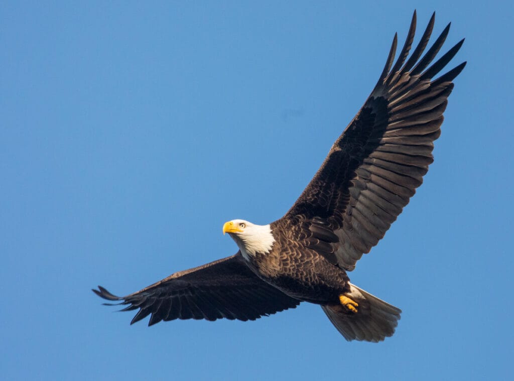 A majestic bald eagle soars overhead.