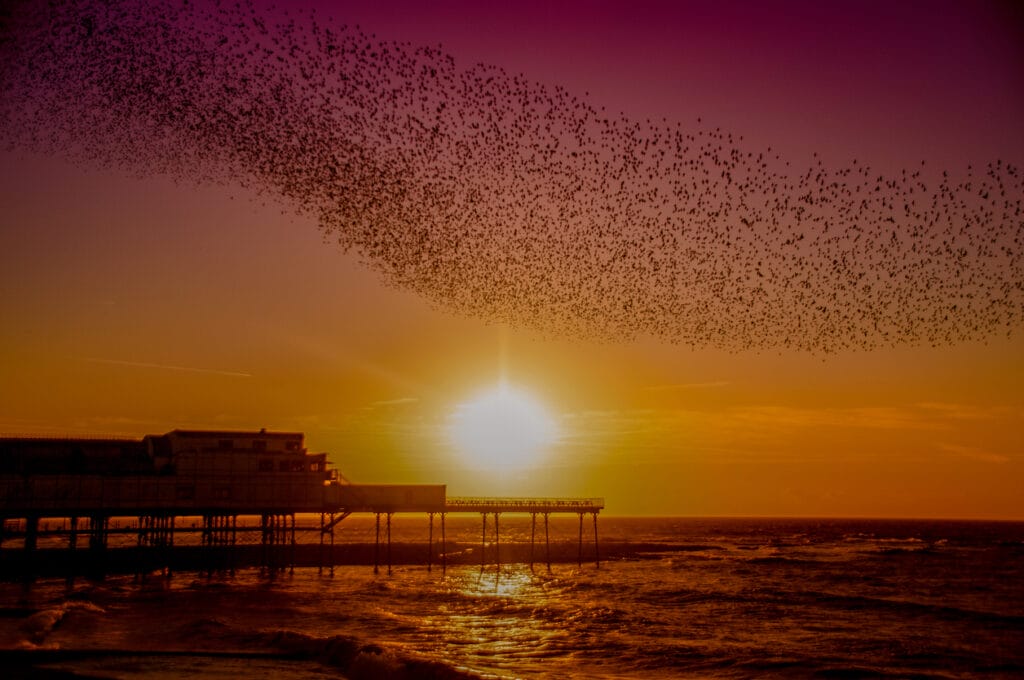 A murmuration of starlings dance over the pier in Aberystwyth, Ceredigion, West Wales at sunset.