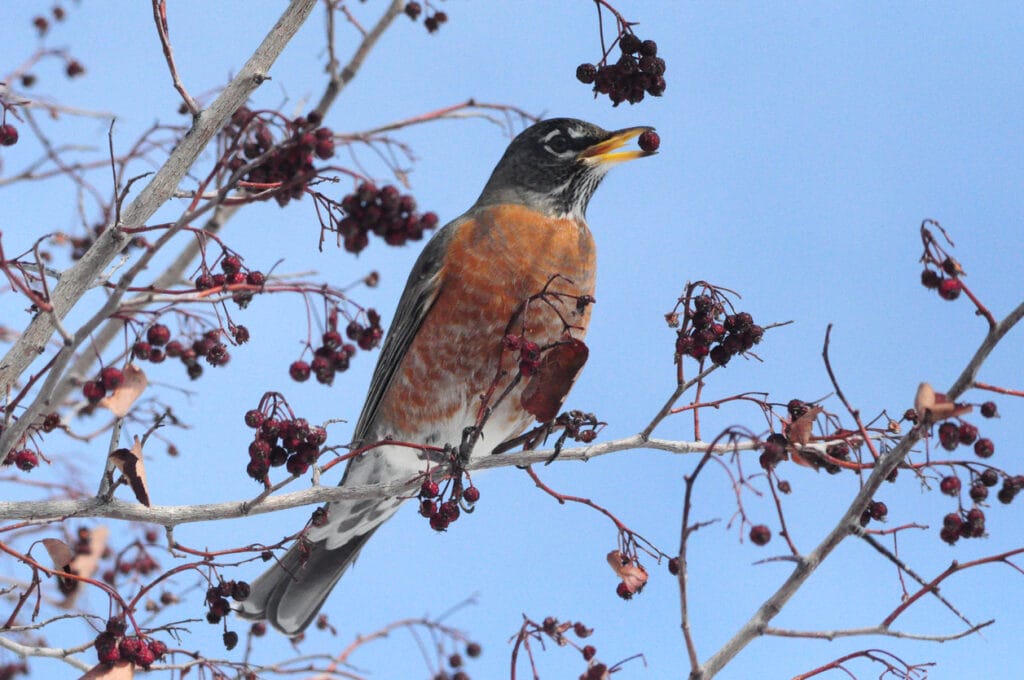 American robin bird or Turdus migratorius in tree full of red berries