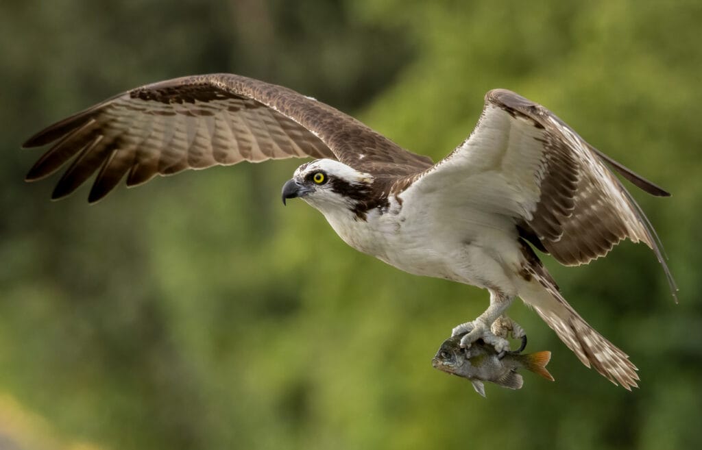 An osprey with yellow eyes