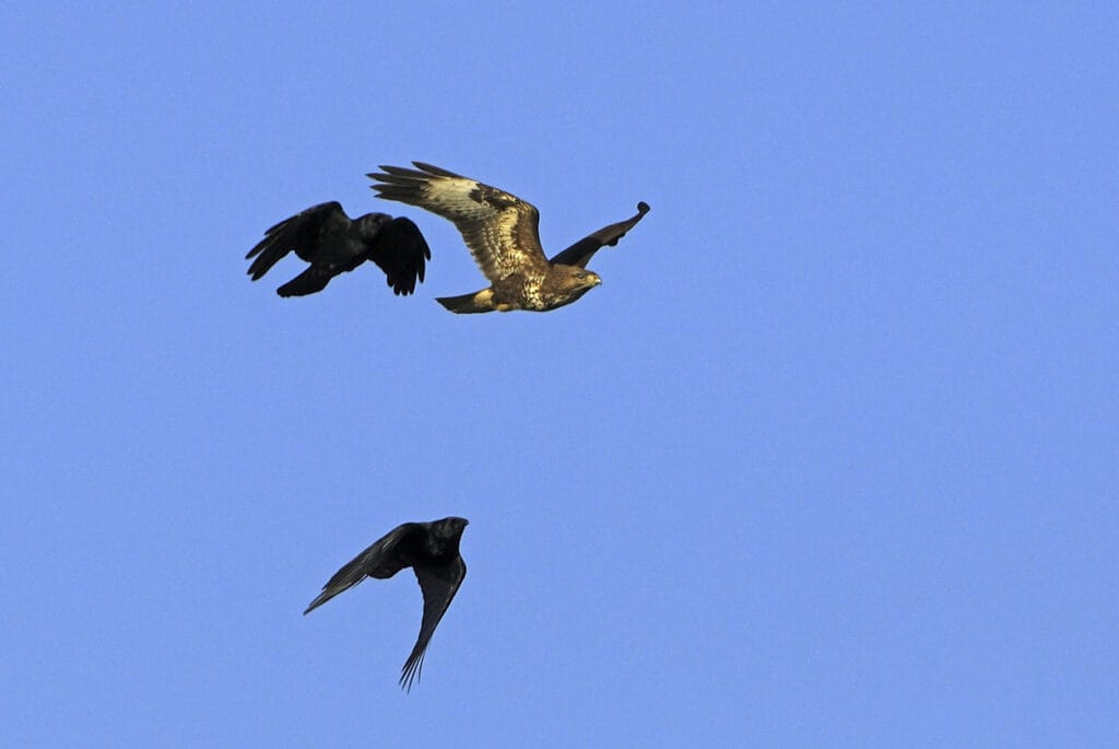 Attack of common buzzar by two crows