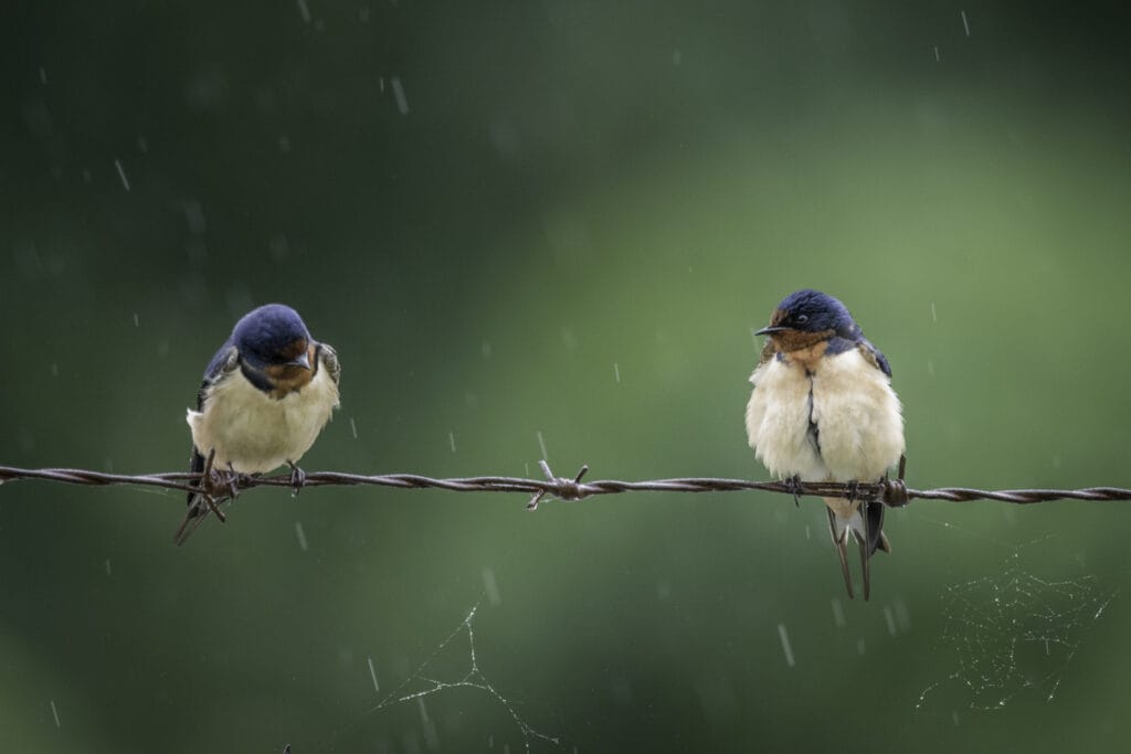 Birds on barbed wire in a light rain shower
