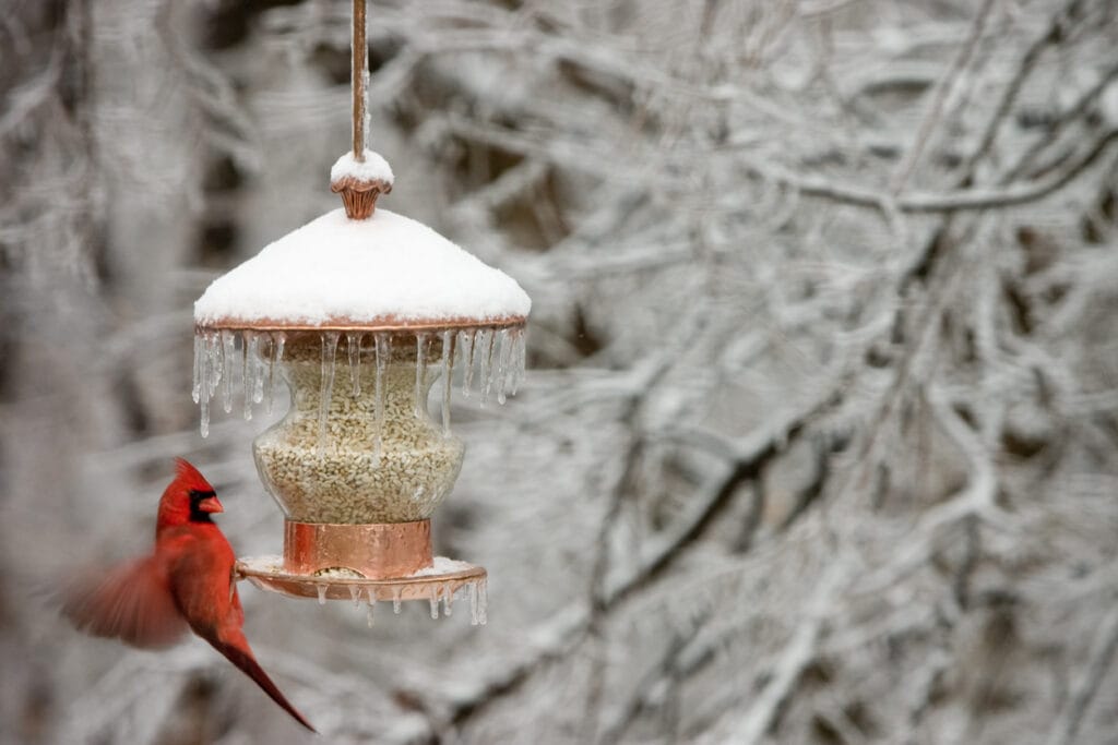 Cardinal in winter