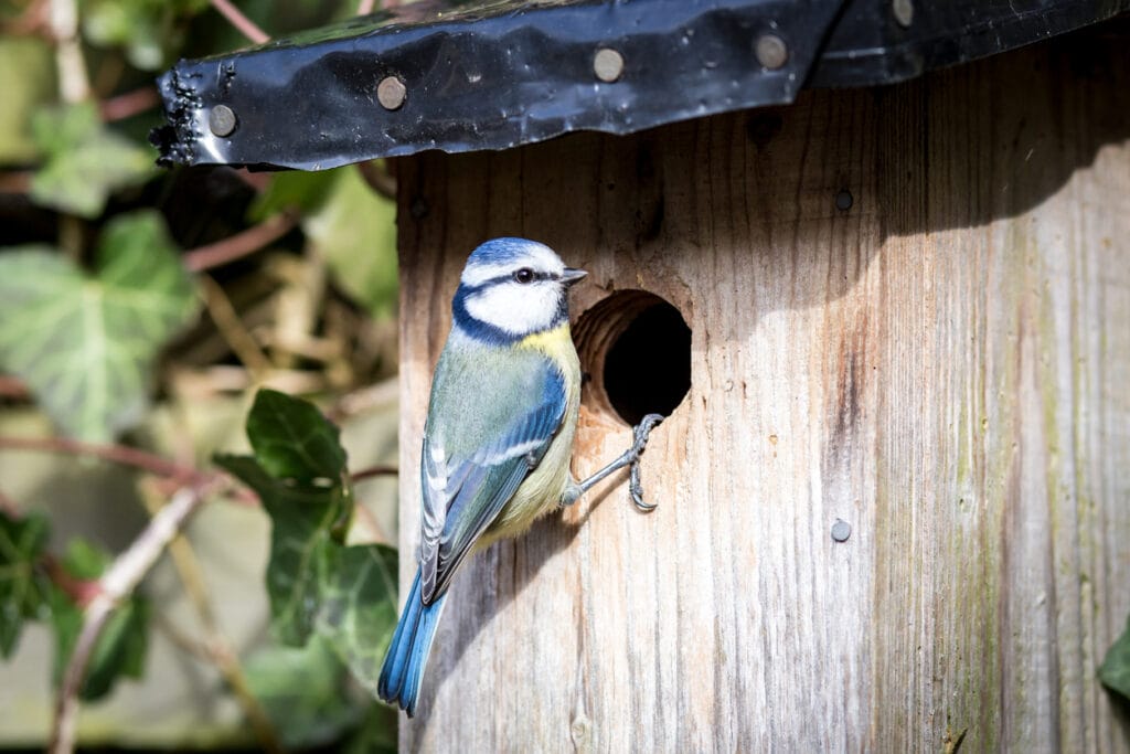 Close-up of a blue tit at a birdhouse