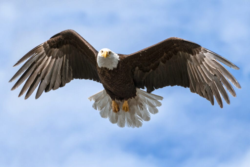 Close up shot of United States iconic bird facing camera with wings spread in flight