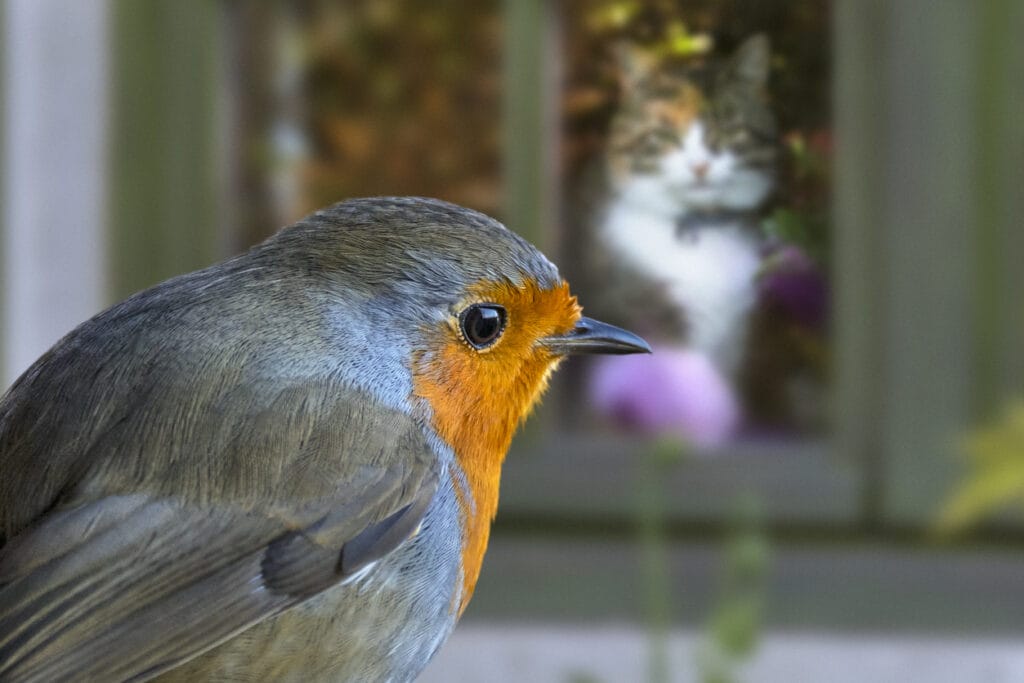 Domestic cat in house looking through window at European robin (Erithacus rubecula) in garden