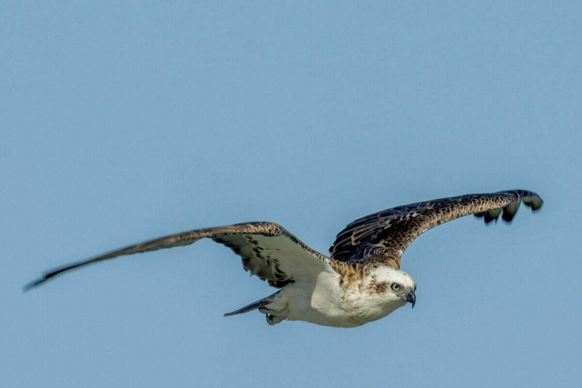 What Time of Day Do Osprey Hunt?