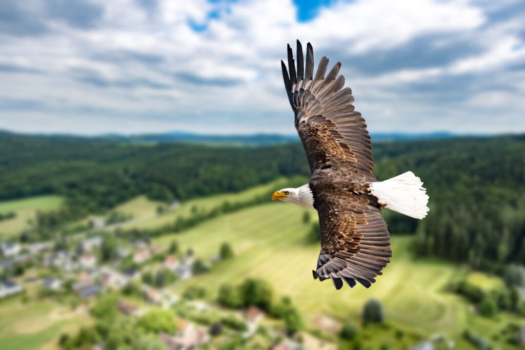 Ein Weißkopfseeadler fliegt in großer Höhe am Himmel und sucht Beute