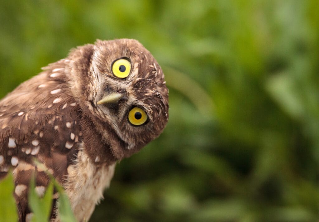 Funny Burrowing owl Athene cunicularia tilts its head outside its burrow