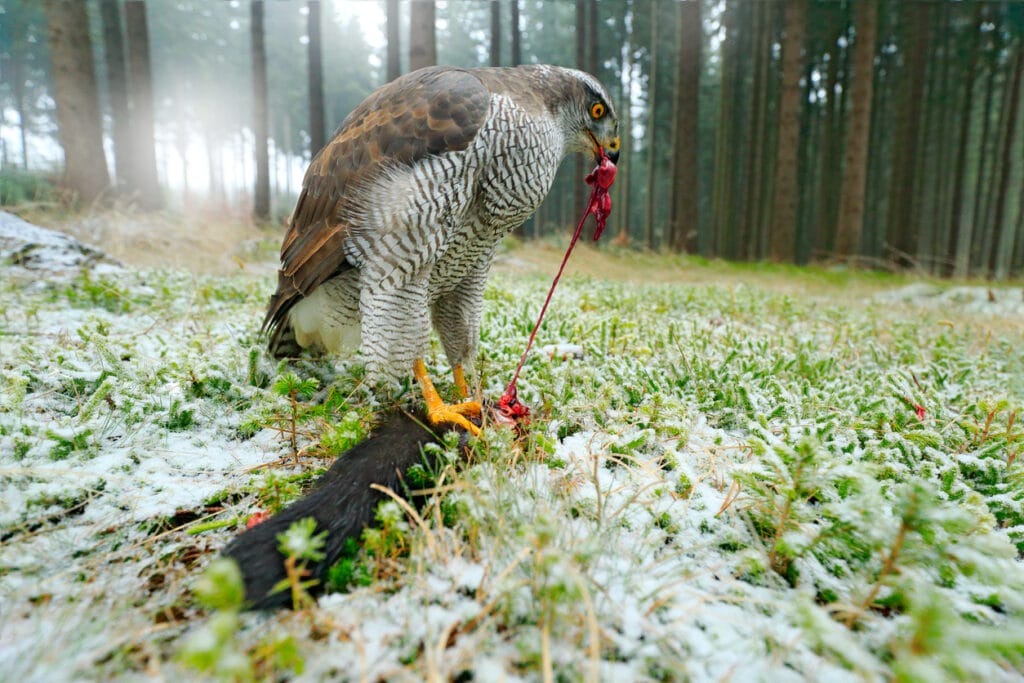 Goshawk with killed black squirrel in the forest with winter snow