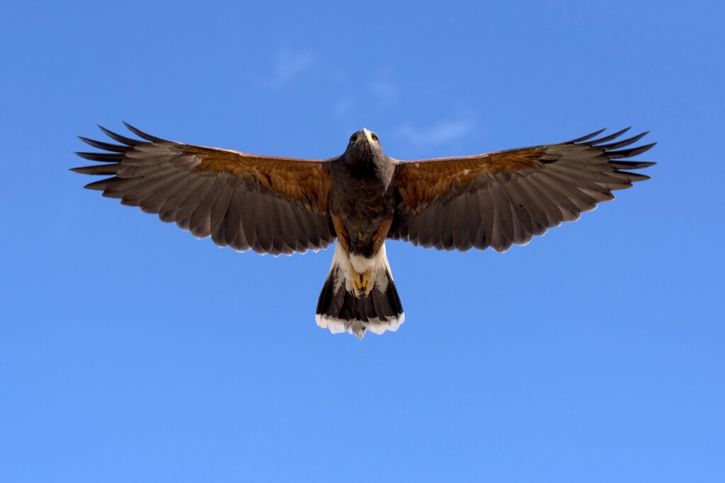 Harris Hawk in fright against clear sky.