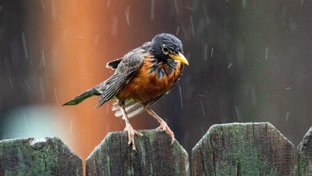 Is Bird Watching in the Rain Worth It